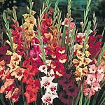 Unbranded Gladioli Butterfly Flowered Mix