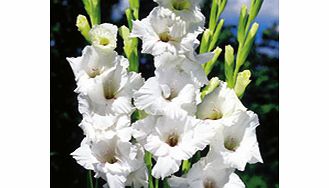 Unbranded Gladioli Corms - White Prosperity