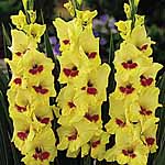 Unbranded Gladioli Large Flowered - Jester