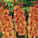 Unbranded Gladioli Large Flowered - Peter Pears