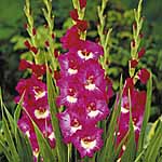 Unbranded Gladioli Large Flowered - Windsong