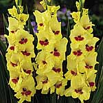 Unbranded Gladioli Large Flowered - Jester 248504.htm