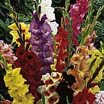 Unbranded Gladioli Large Flowered Mix 248452.htm
