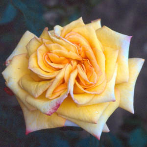 Unbranded Golden Jubilee - Hybrid Tea Rose