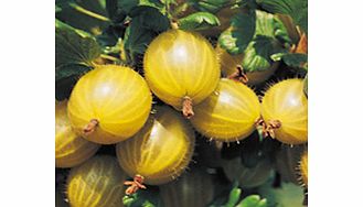 Unbranded Gooseberry Plant - Hinnonmaki Yellow