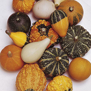 Unbranded Gourd Ornamental Inedible Seeds