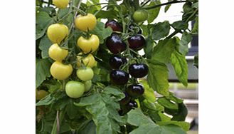 Unbranded Grafted Tomato Plants - F1 Indigo Rose/White