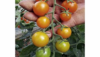 Unbranded Grafted Tomato Plants - F1 Orangino/F1 Zebrino