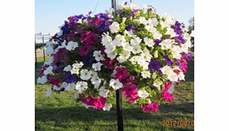 Unbranded Hanging Basket - Petunia Surfinia Large Flowered