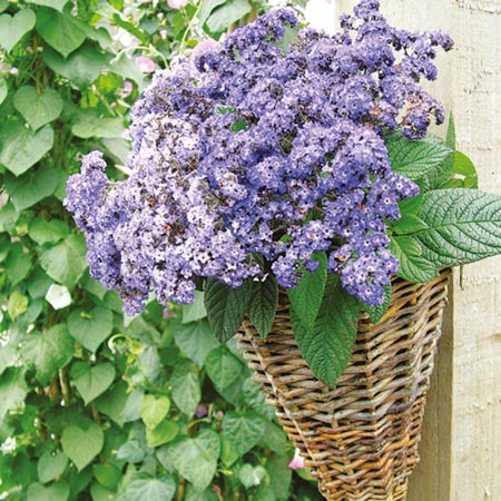 Unbranded Heliotrope Butterfly Blue Plants Pack of 12 Pot