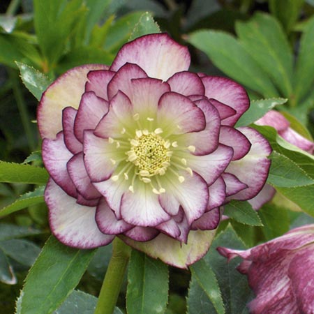 Unbranded Helleborus Picotee Plants Pack of 3 Potted Plants