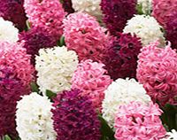 Unbranded Hyacinth Bulbs - Pretty in Pink