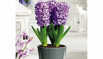 Unbranded Hyacinth Bulbs (Indoor) - Splendid Cornelia