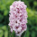 Unbranded Hyacinth Outdoor Fondant