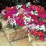 Unbranded Impatiens Accent Mixed F1 Seeds 420463.htm