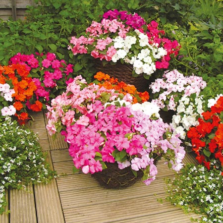 Unbranded Impatiens Expo Mixed F1 Plants Pack of 30 Garden