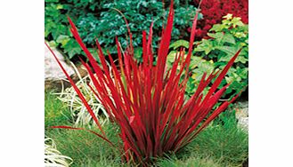 Unbranded Japanese Blood Grass Plant - Red Baron