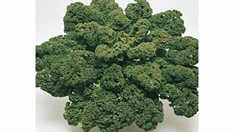 Unbranded Kale Seeds - Dwarf Green Curled