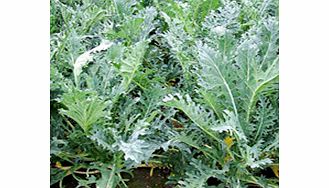 Unbranded Kale Seeds - Mixed