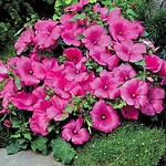 Unbranded Lavatera Twins Seeds - Hot Pink 416322.htm