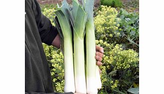 Unbranded Leek Seeds - Continuity Duo Pack