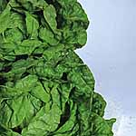 Unbranded Lettuce All-The-Year-Round Seeds 436478.htm