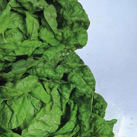 Unbranded Lettuce All-The-Year-Round Seeds Average Seeds
