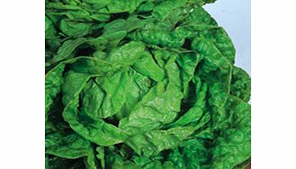 Unbranded Lettuce All-The-Year-Round Seeds