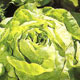 Unbranded Lettuce All Year Round Seeds