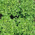 Unbranded Lettuce Salad Bowl Seeds 437317.htm