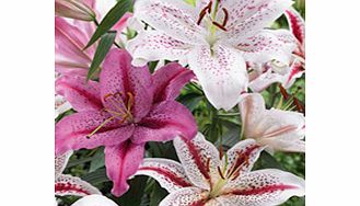 Unbranded Lily Bulbs - White/Pink Oriental Collection