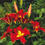Unbranded Lily Longiflorum-Oriental Satisfaction 212850.htm