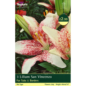 Unbranded Lily San Vincenzo Bulbs