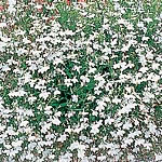Unbranded Lobelia Fountain Seeds - White