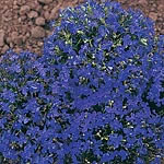 Lobelia Rapid Blue Seeds