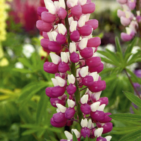 Unbranded Lupin Plants Twin Pack - The Chatelaine and The