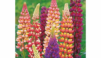 Unbranded Lupinis Seeds - Dwarf Russell Strain