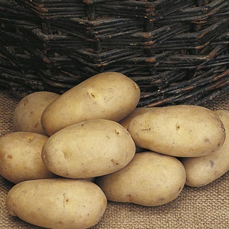 Unbranded Maris Piper Potatoes - Mid Season 1 kg