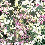 Unbranded Matthiola Bicornis Evening Fragrance Seeds