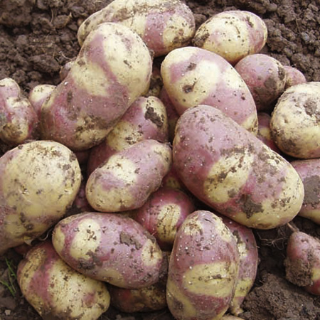 Unbranded Mayan Twilight Potatoes - 3kg 3 kg