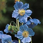 Unbranded Meconopsis Collection Potted Plants 403121.htm