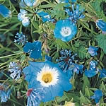 Mixed Flowers Rhapsody In Blue Seeds