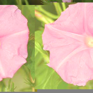 Unbranded Morning Glory Candy Pink Seeds