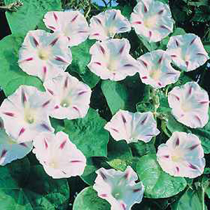 Unbranded Morning Glory Milky Way Seeds
