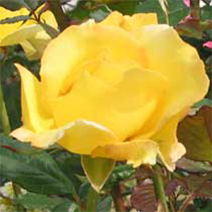 Unbranded Mountbatten Floribunda Rose