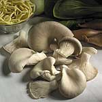 Unbranded Mushroom Oyster Spawn Plugs