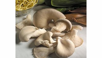 Unbranded Mushrooms Plugs - Twin Pack