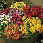 Unbranded Nemesia Sundrops Mixed Plants 456901.htm