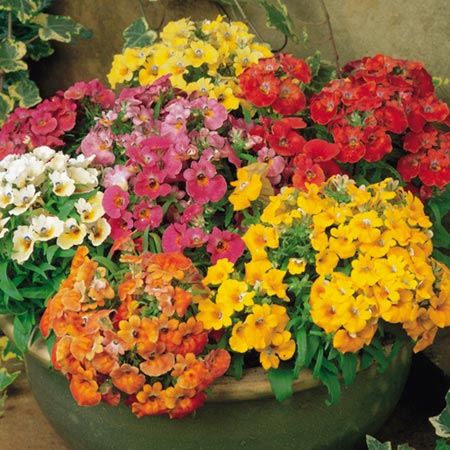 Unbranded Nemesia Sundrops Mixed Plants Pack of 40