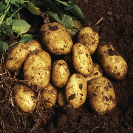 Unbranded Nicola Potatoes (3 kg) 3 kg